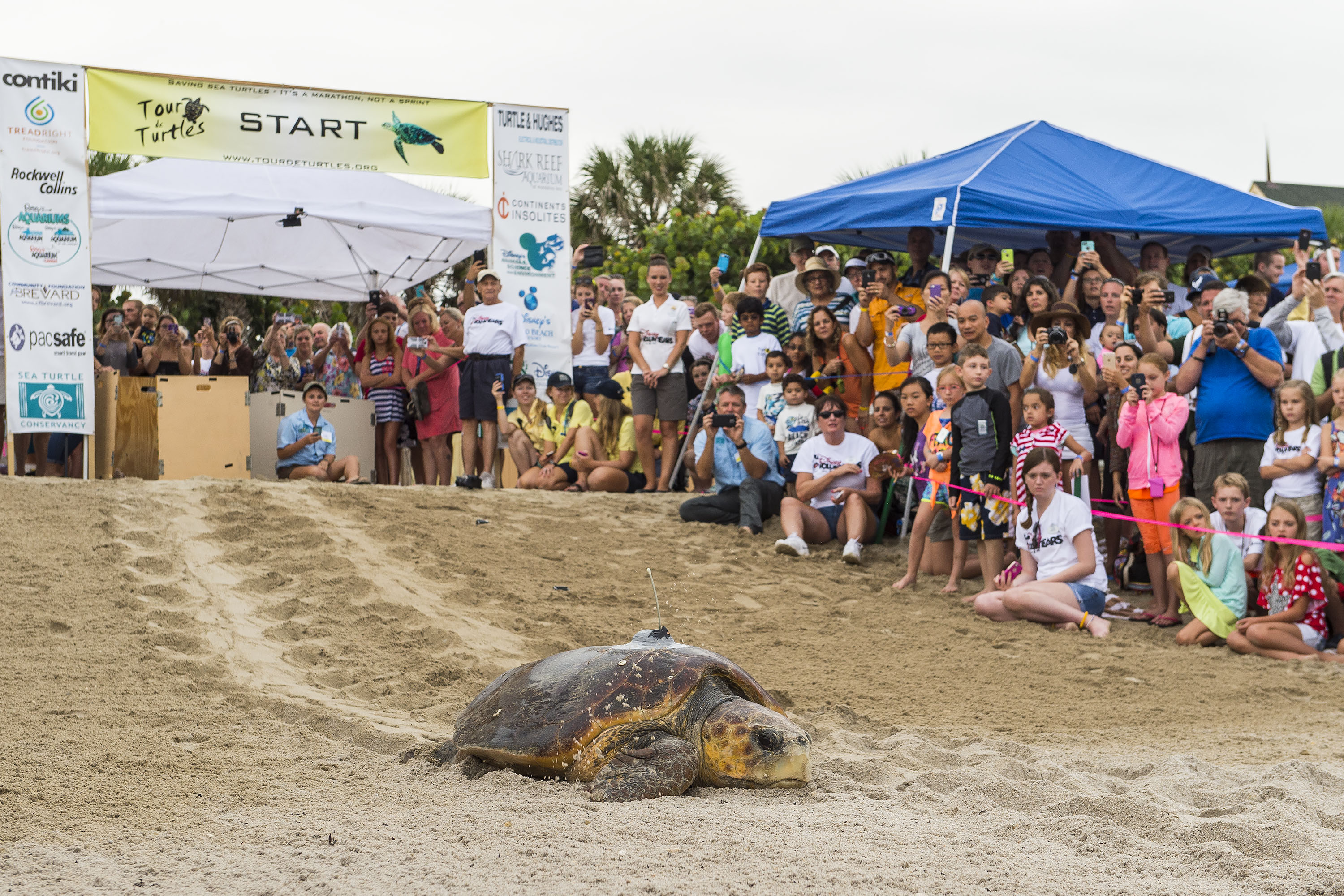 Turtles racing